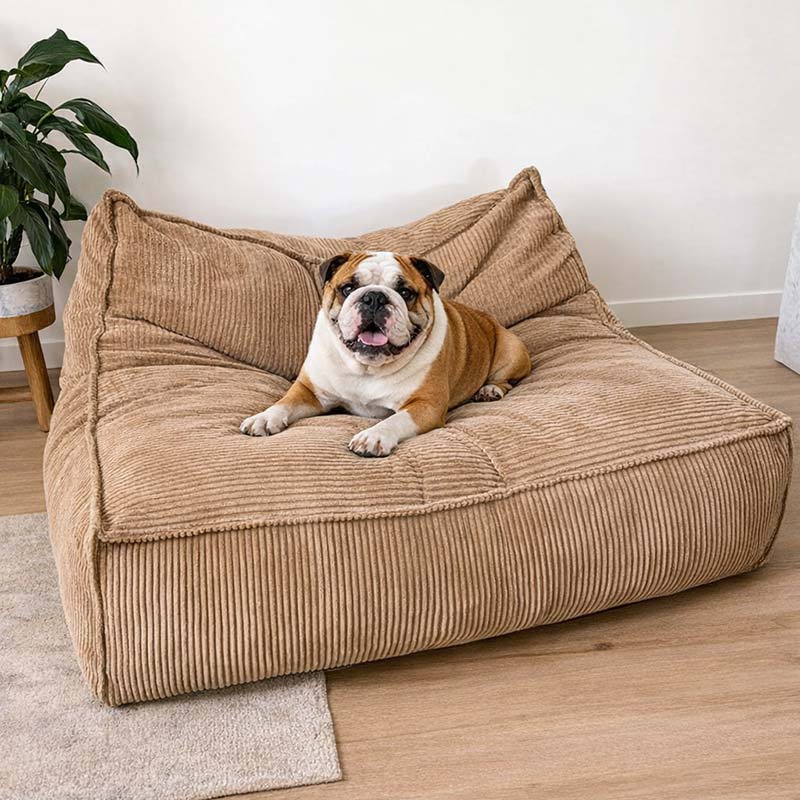 Caramel Mooi Double Seater Corduroy Bean Bag Lounger, indoor bean bag by Mooi Living in a living room, British Bulldog lying on the bean bag